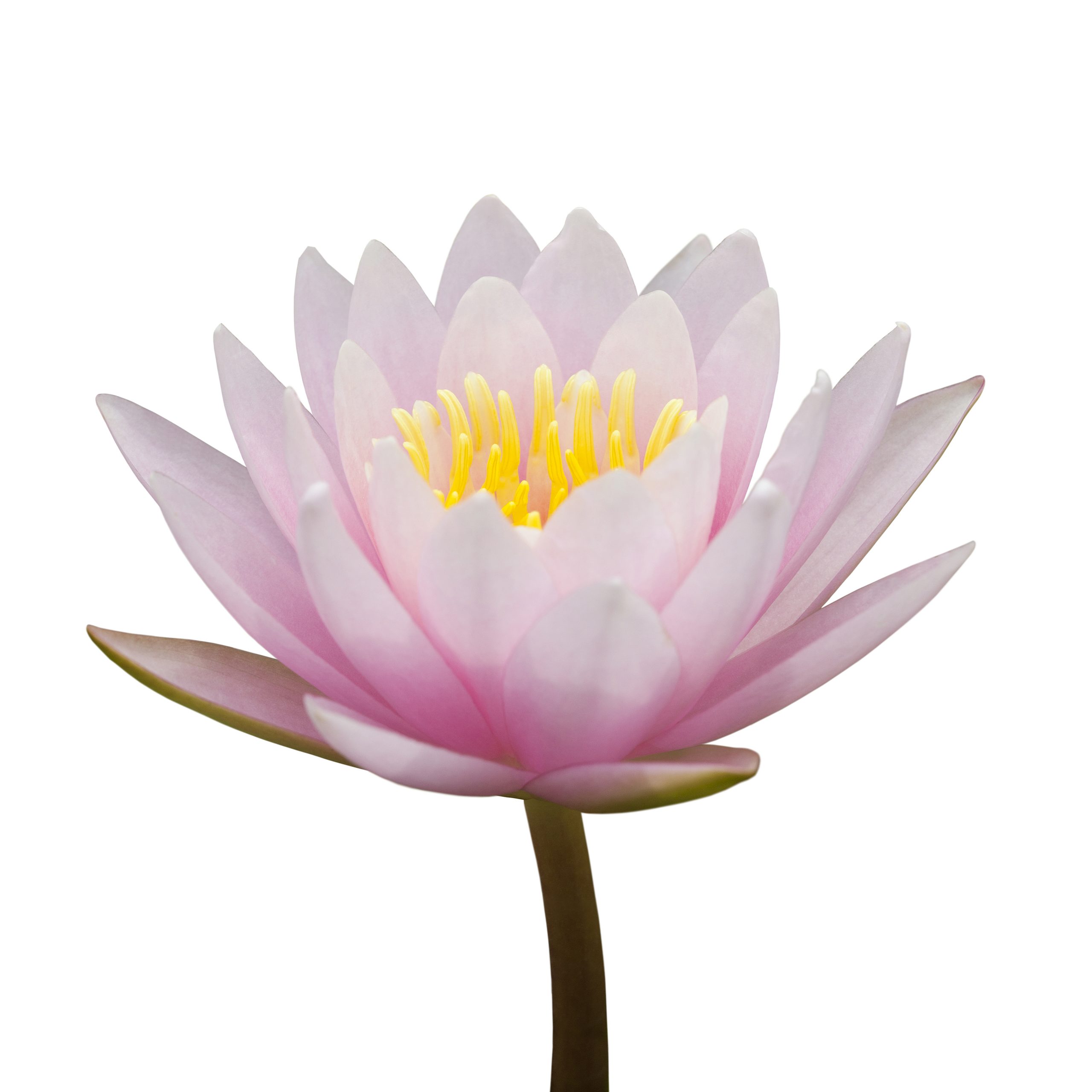 Photo of a lotus flower